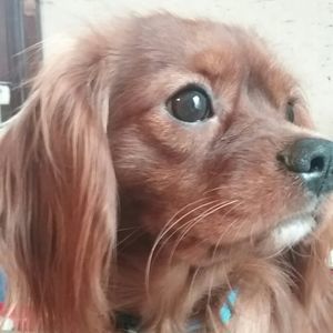 Meet your Posher, Kelly